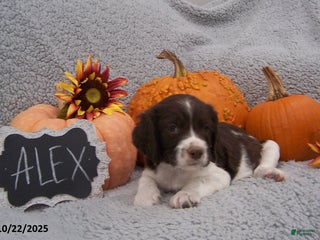 English Springer Spaniel dogs Alex - Ad 20