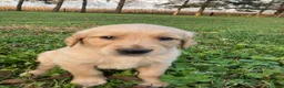 Golden Retriever dogs for sale: Anthony - Ad 4