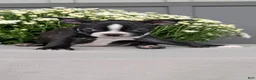 Boston Terrier dogs for sale: Tyson - Ad 3