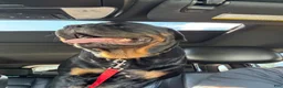 Rottweiler dogs for sale: Churro - Ad 4