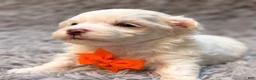 Maltese dogs for sale: Augustus “Gus”  - Ad 2