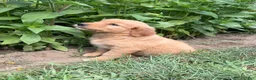 Golden Retriever dogs for sale: Daisy - Ad 6