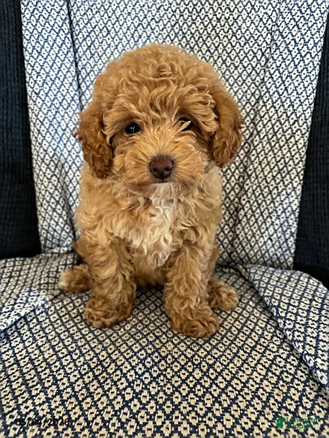 Mixed Breed dogs for sale: Rosebud - Ad 1