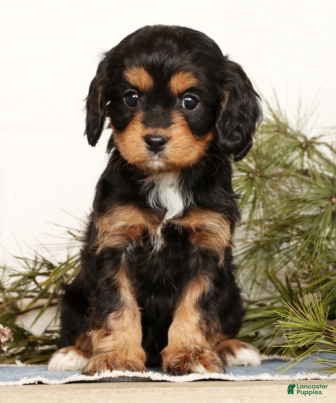 Cavapoo dogs for sale: Sennie - Ad 3