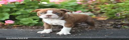 Boston Terrier dogs for sale: Leo - Ad 4
