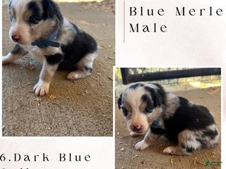 Australian Shepherd dogs - Ad 8