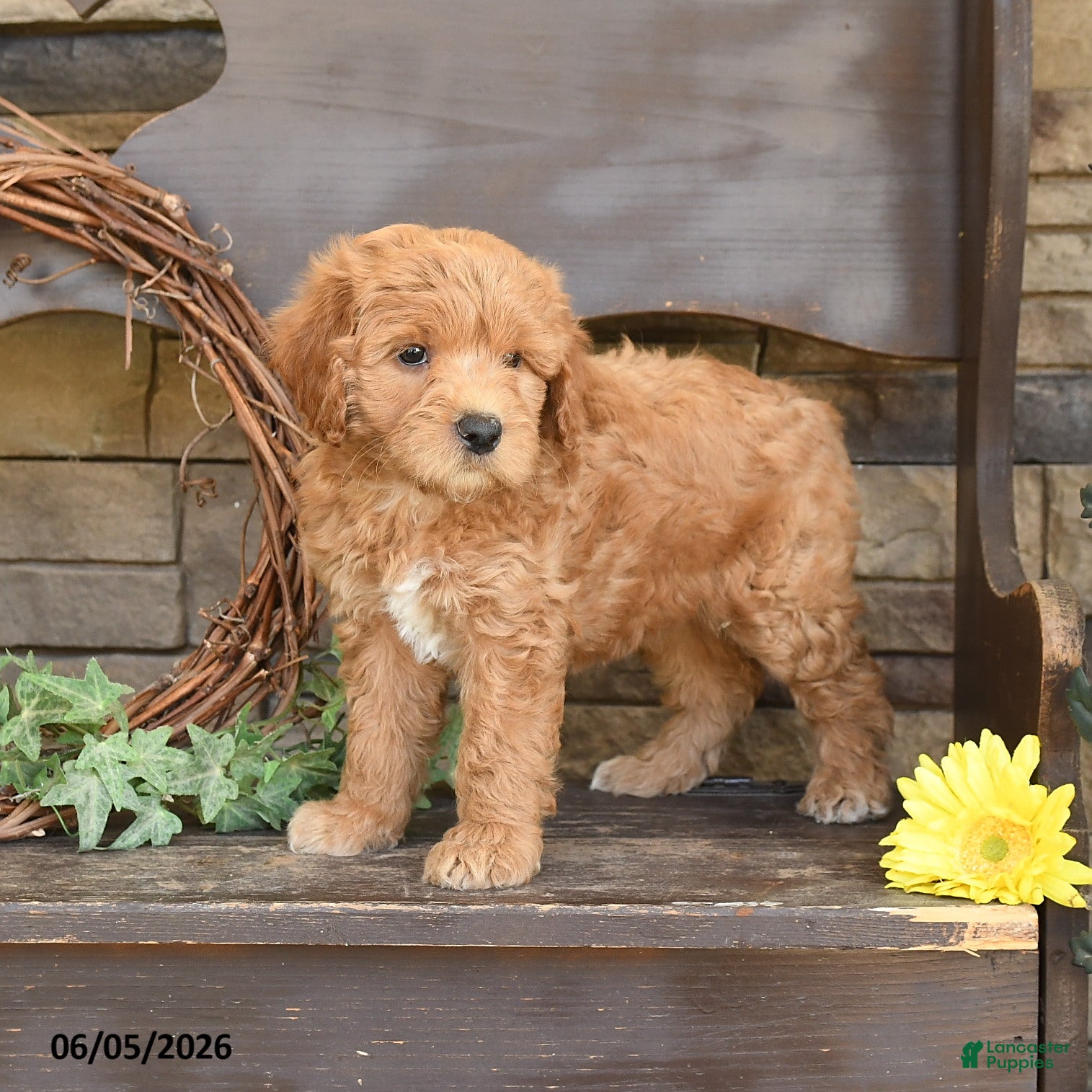 Mini Goldendoodle dogs Madeline - Ad 1