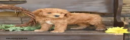 Mini Goldendoodle dogs for sale: Madeline - Ad 1