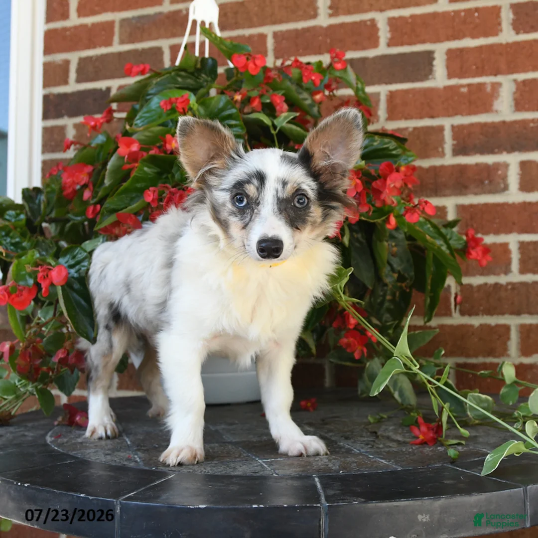 Chihuahua dogs for sale: Davy - Ad 2