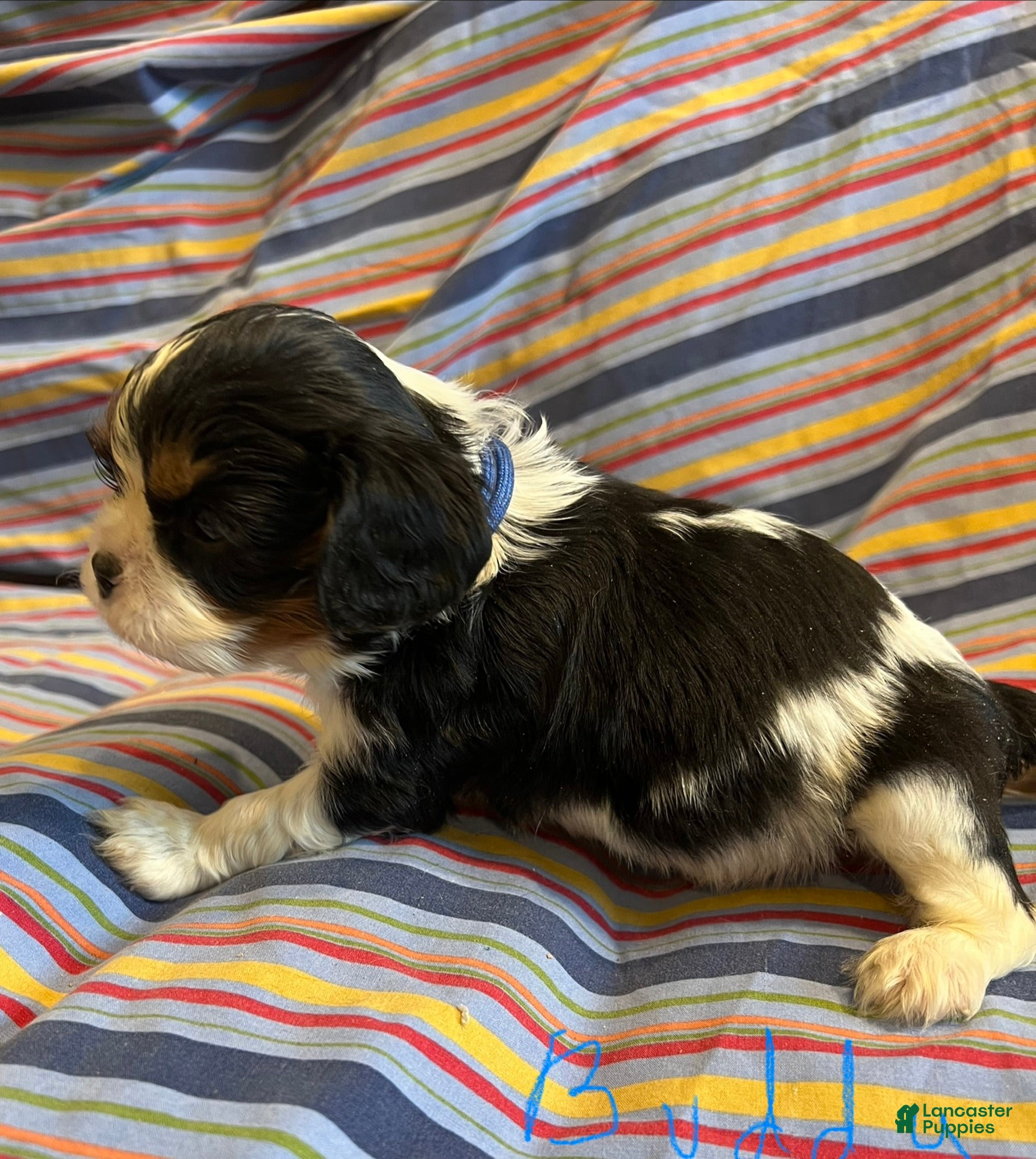 Cavalier King Charles Spaniel dogs Cavalier King Charles Spaniel Puppy 4 - Ad 1