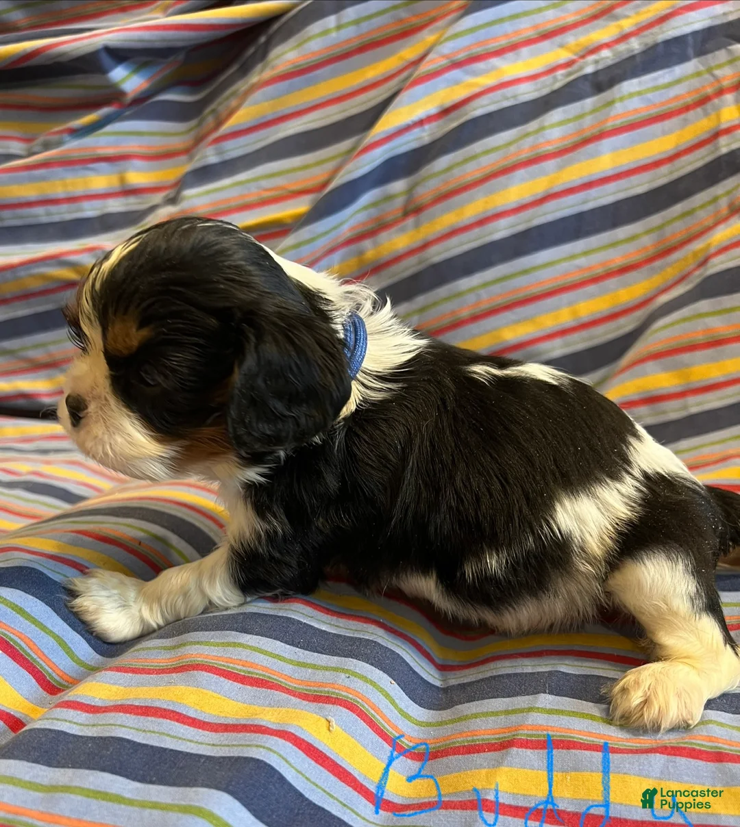 Cavalier King Charles Spaniel dogs for sale: Cavalier King Charles Spaniel Puppy 4 - Ad 1