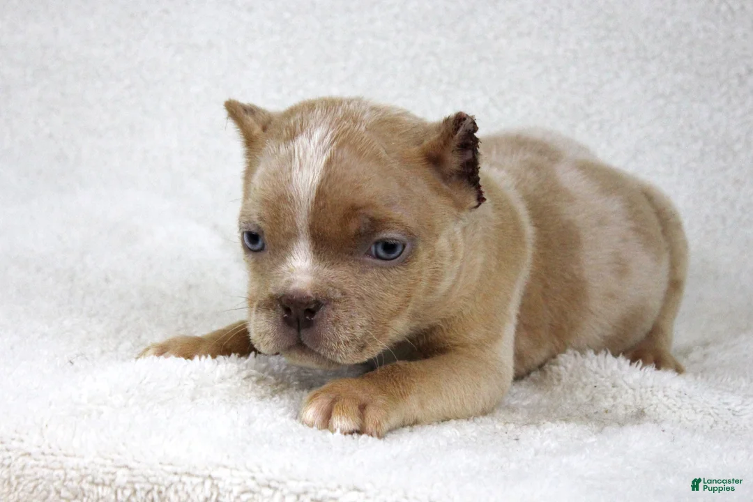 American Bully dogs for sale: Lilac Merle Female - Ad 5
