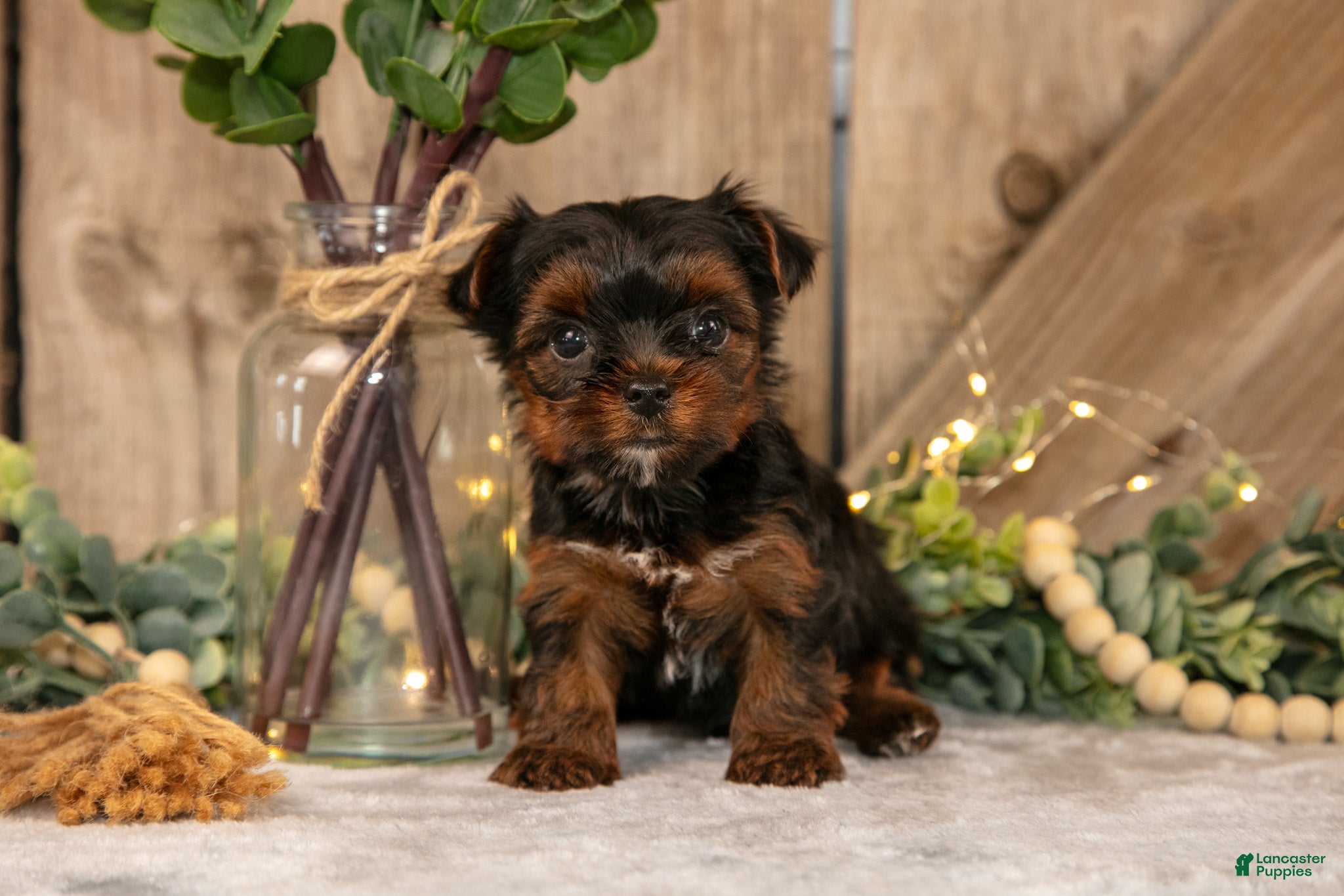 Yorkshire Terrier dogs Diesel - Ad 1