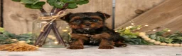 Yorkshire Terrier dogs for sale: Diesel - Ad 1