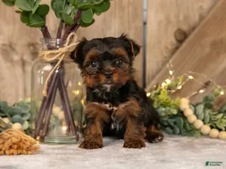 Yorkshire Terrier dogs for sale: Diesel - Ad 4