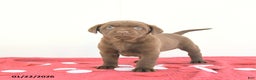 Labrador Retriever dogs for sale: Theo - Ad 2