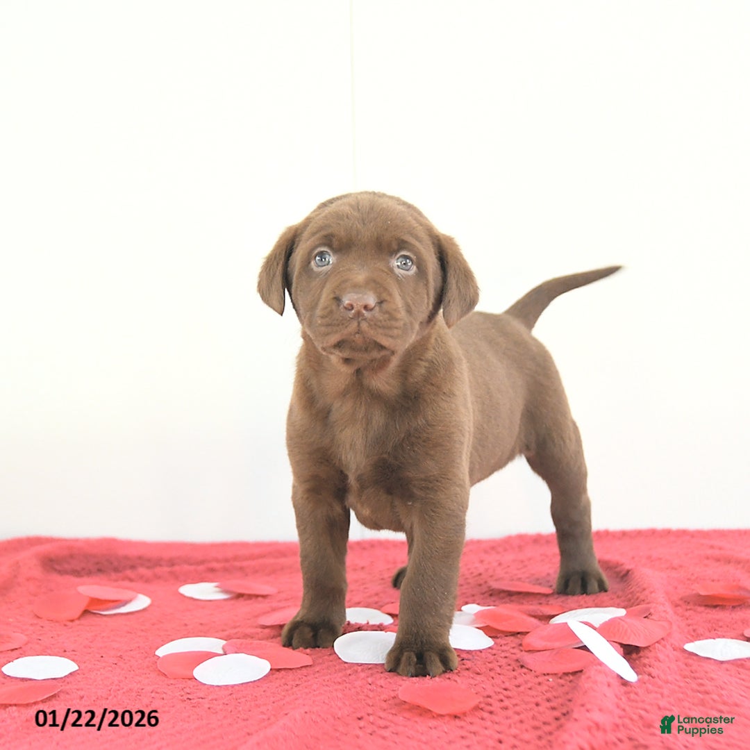 Labrador Retriever dogs for sale: Theo - Ad 2