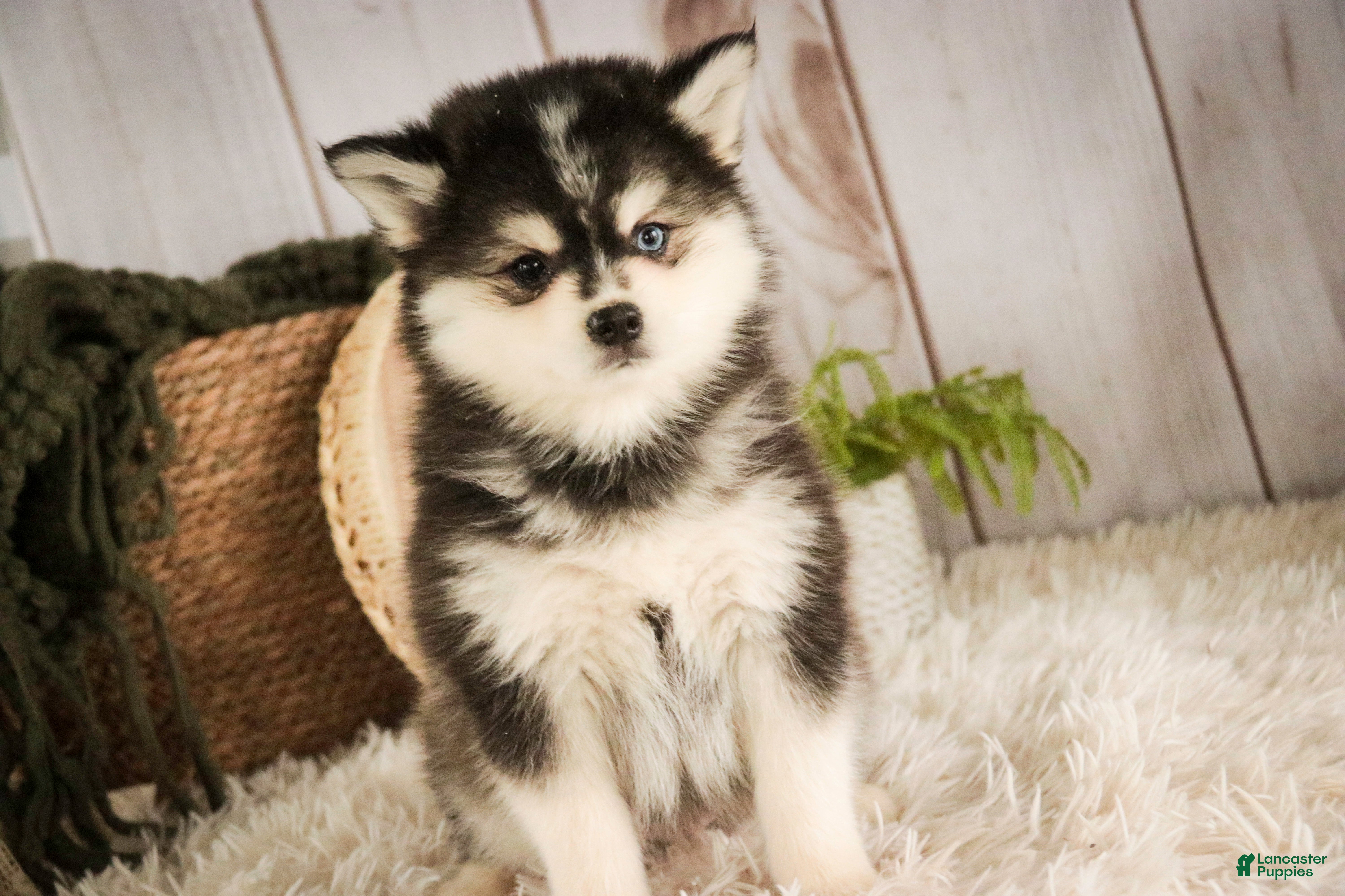 Pomsky dogs Sterling - Ad 2