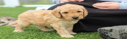 Mini Goldendoodle dogs for sale: Tyrone - Ad 10