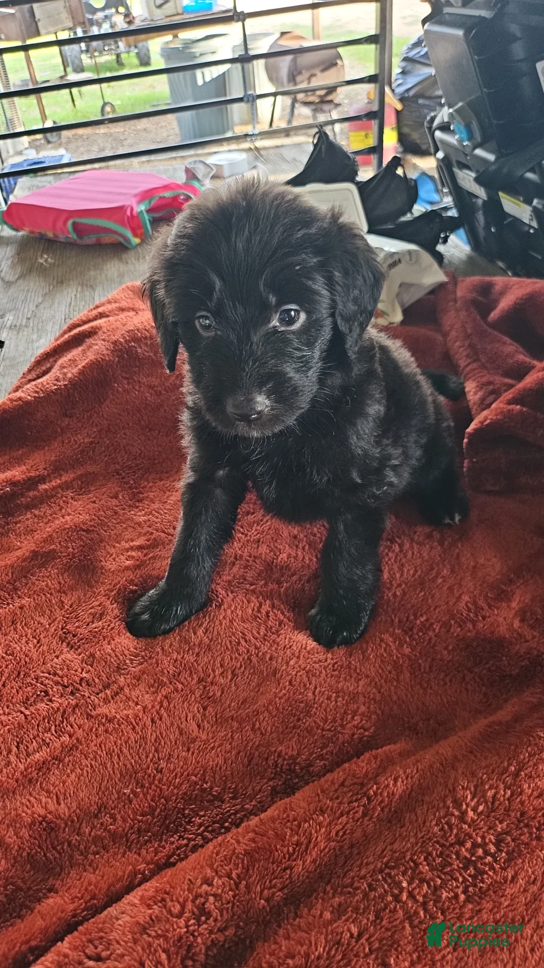 Labradoodle dogs for sale: Max - Ad 1