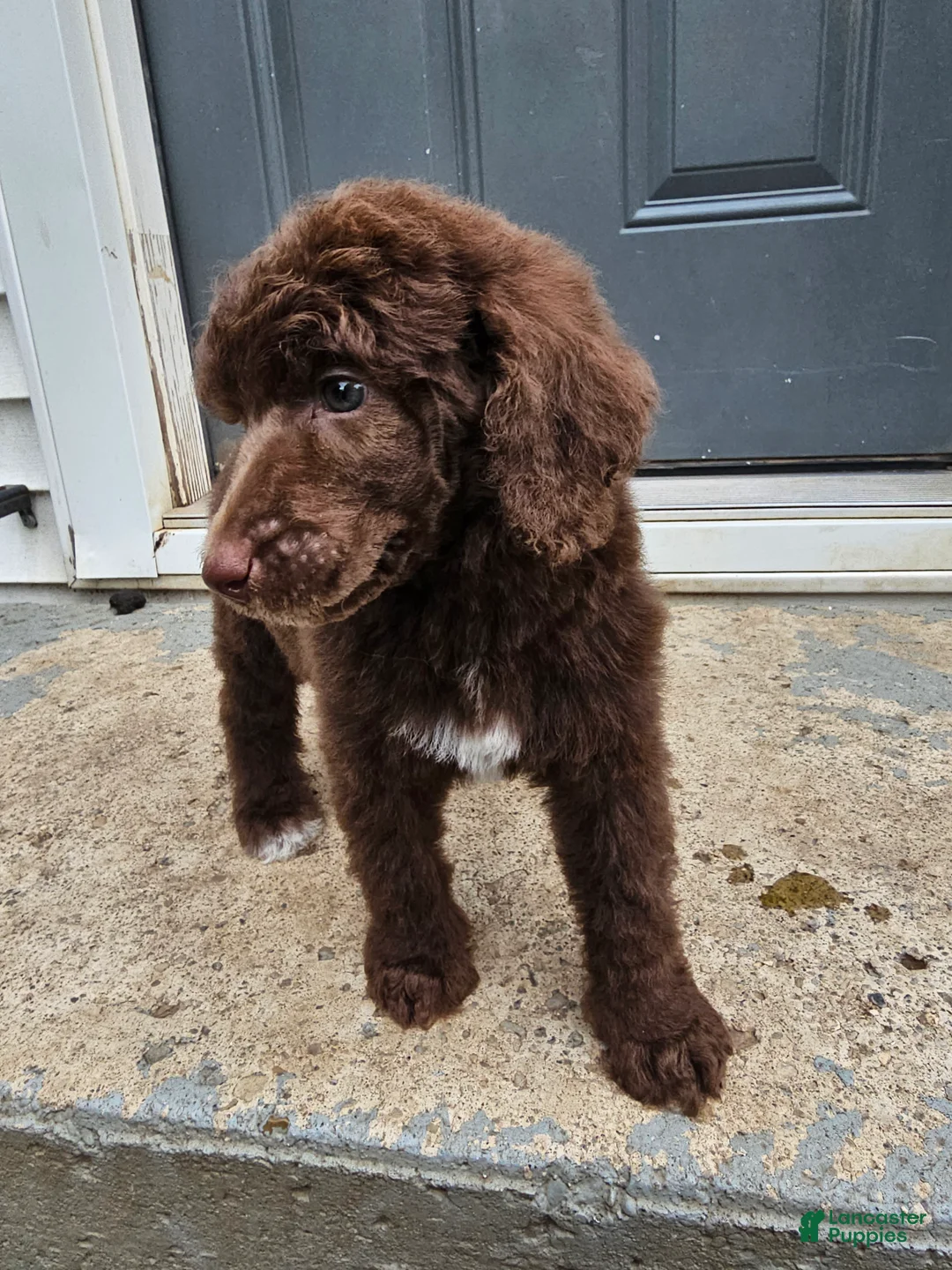 Standard Poodle dogs for sale: Michael Scott - Ad 1
