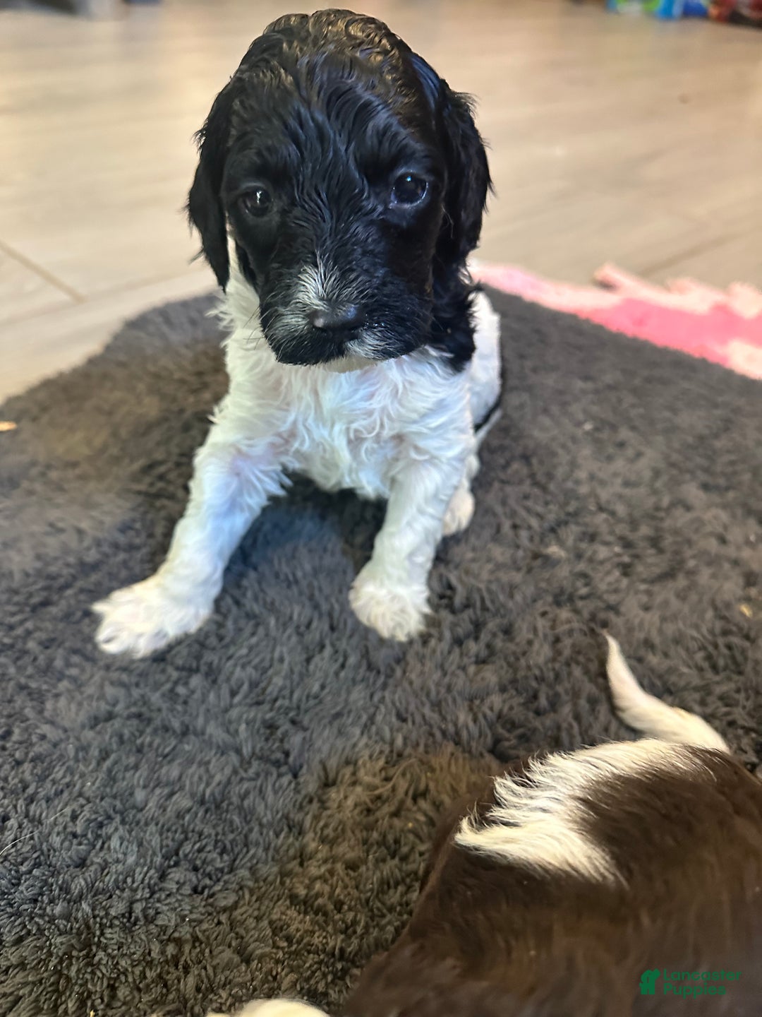 Mini Goldendoodle dogs for sale: Mini Goldendoodle Puppy 5 - Ad 1