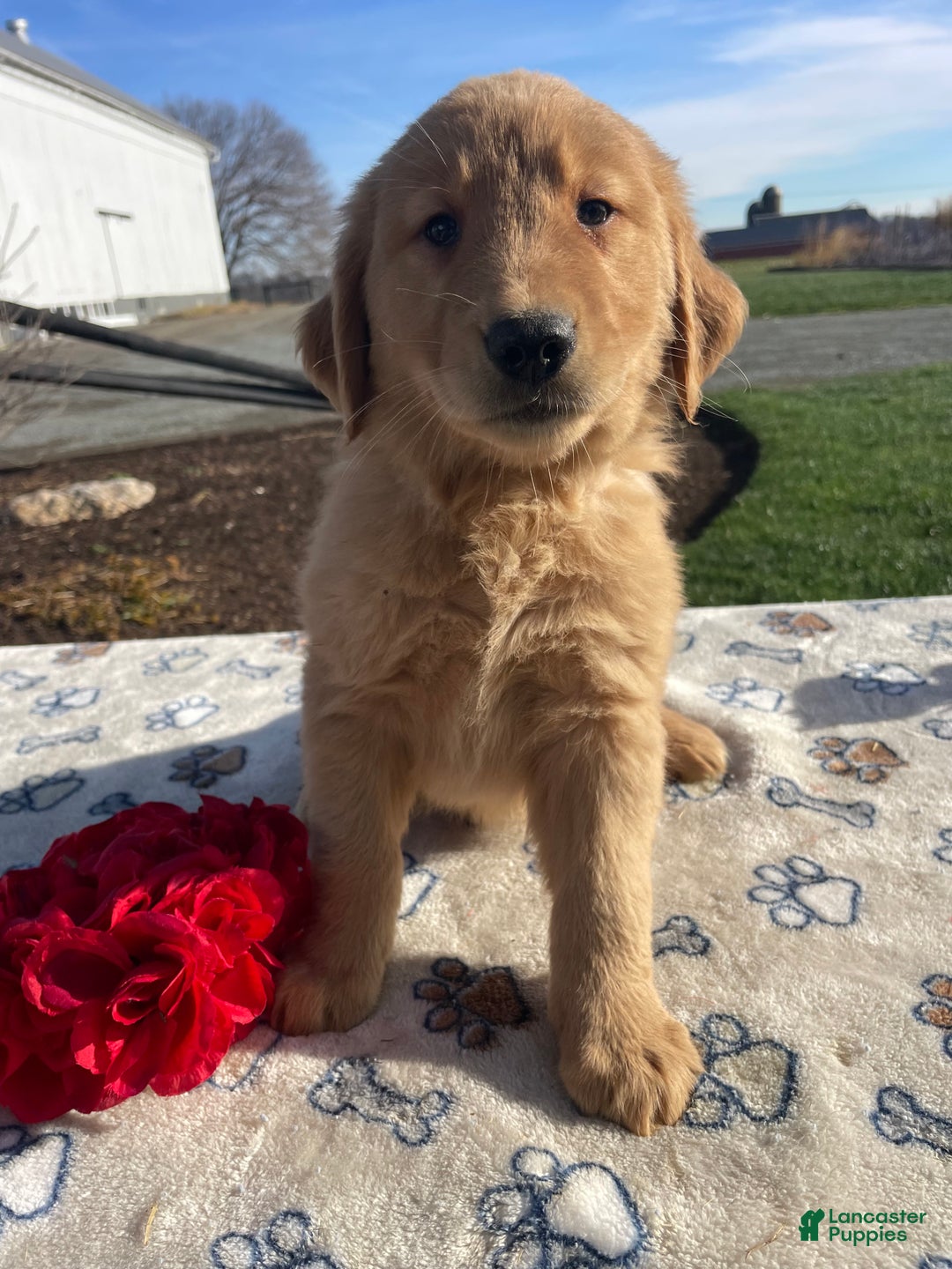 Golden Retriever dogs for sale: Cookie - Ad 1