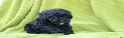 Toy Poodle dogs for sale: Sadie - Ad 5