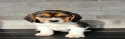 Beagle dogs for sale: Pinto - Ad 7