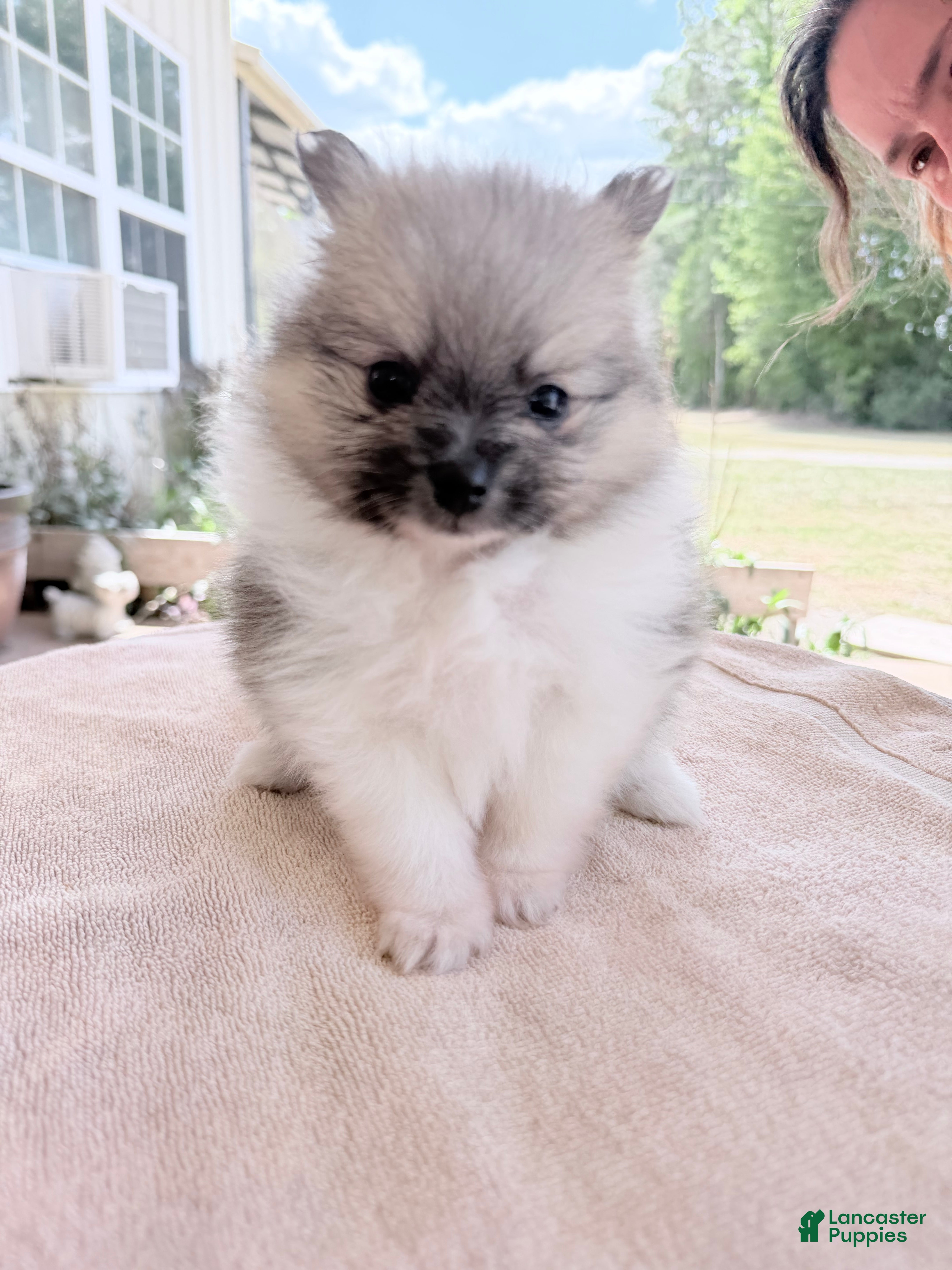 Pomeranian dogs Mezi - Ad 2