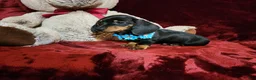 Miniature Dachshund dogs for sale: BABY BOY HANK - Ad 4