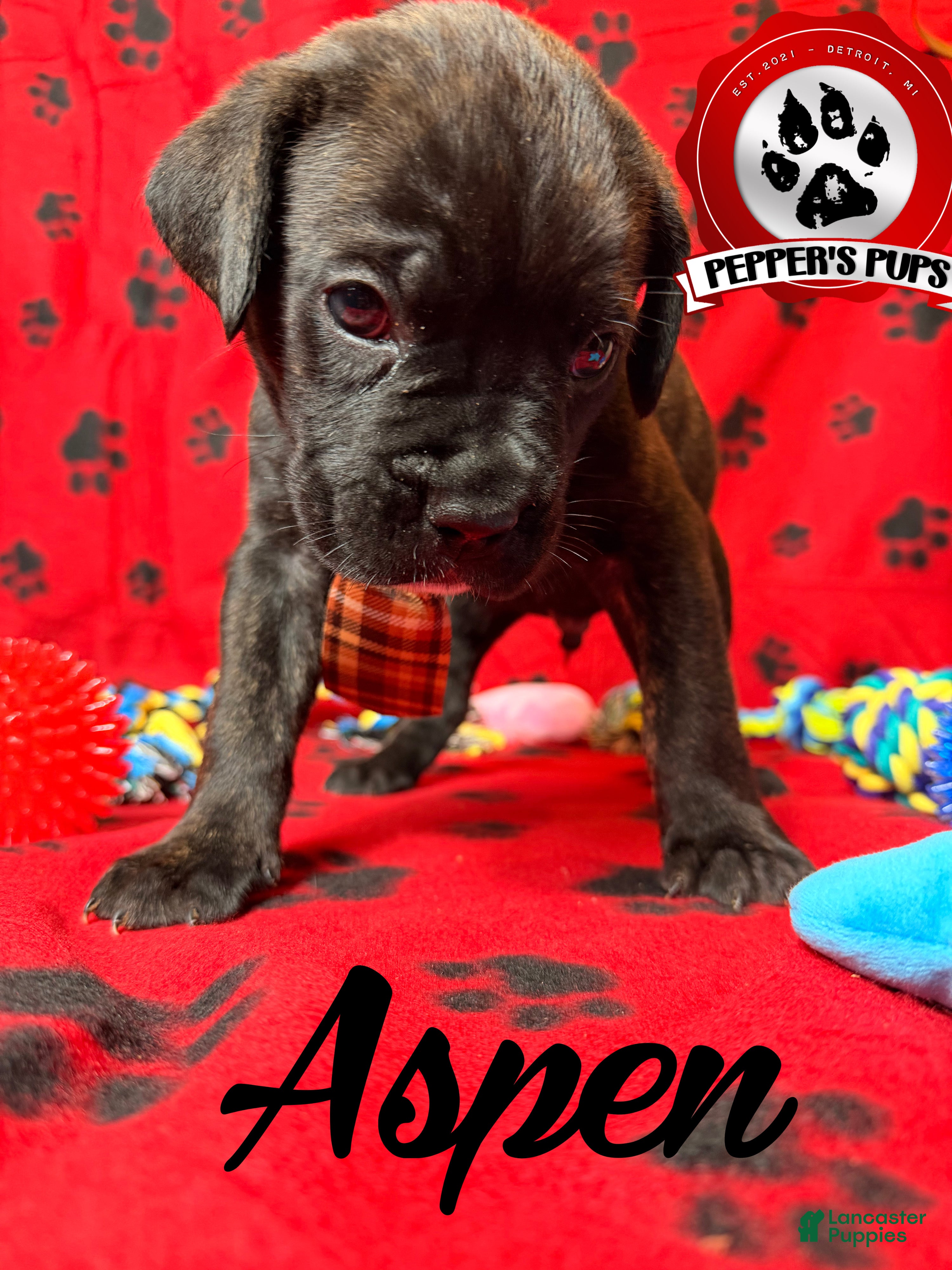 Cane Corso dogs Aspen  - Ad 1