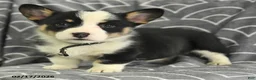 Welsh Corgi Pembroke dogs for sale: Kipling - Ad 4