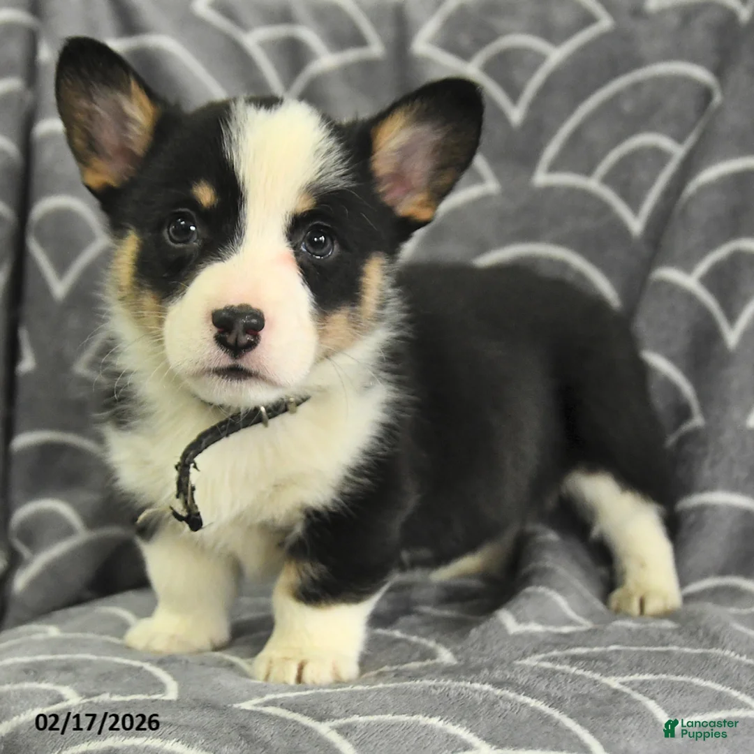 Welsh Corgi Pembroke dogs for sale: Kipling - Ad 4