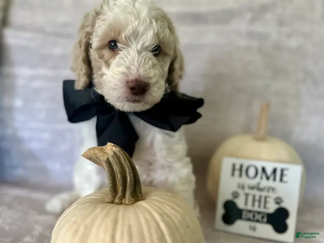 Goldendoodle dogs Ash 🖤 - Ad 23