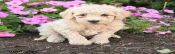 Mini Goldendoodle dogs for sale: Porter - Ad 3
