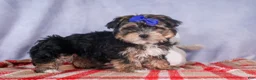 Morkie dogs for sale: Newton - Ad 27