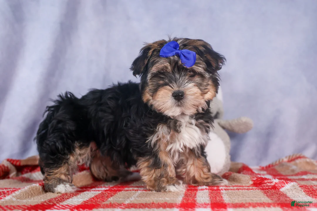 Morkie dogs for sale: Newton - Ad 27