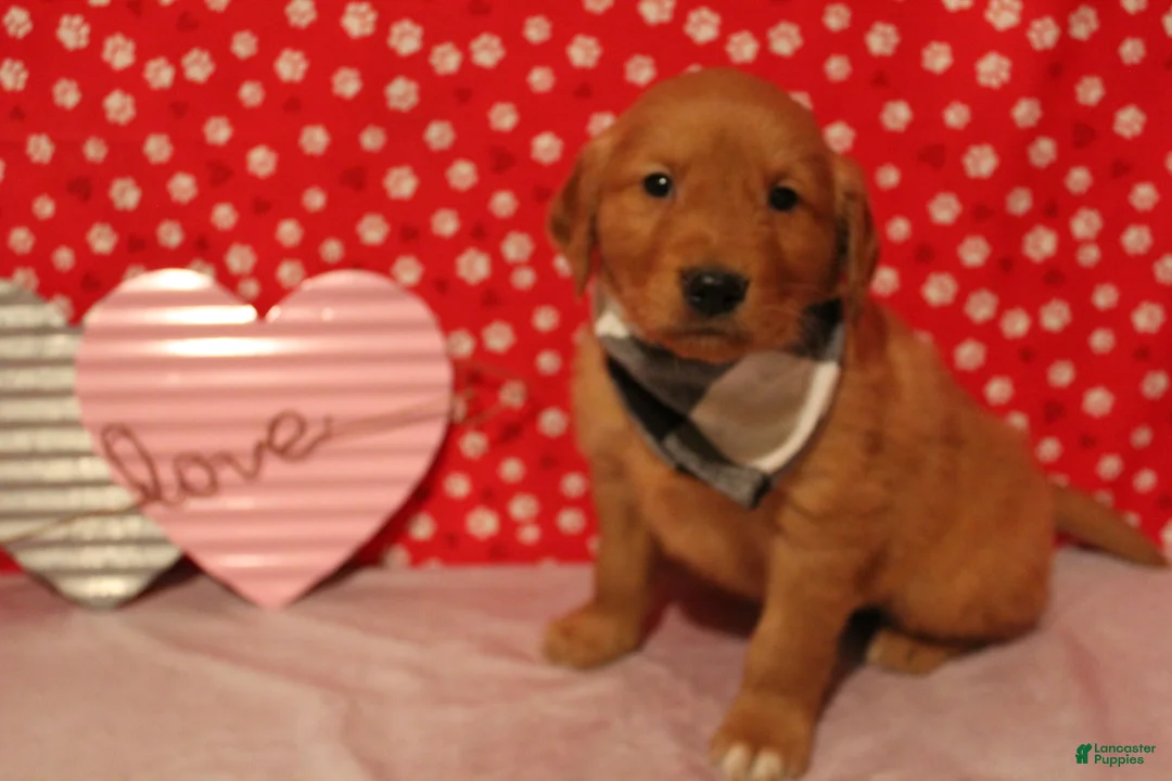 Golden Retriever dogs for sale: Cooper - Ad 1