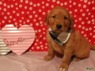 Golden Retriever dogs Cooper - Ad 26