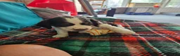 English Springer Spaniel dogs for sale: Peanut - Ad 4