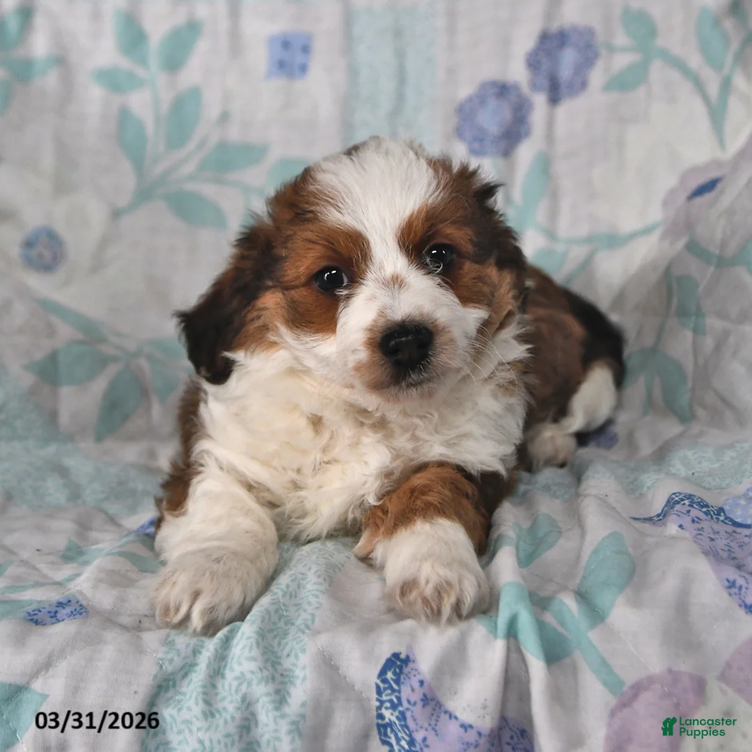 Mini Aussiedoodle dogs for sale: Maple   - Ad 2