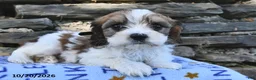 Cavachon dogs for sale: Randy  - Ad 3