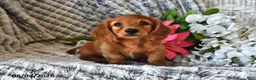 Dachshund dogs for sale: Tanner - Ad 4