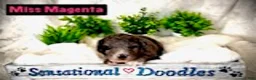 Goldendoodle dogs for sale: Miss Magenta - Ad 3