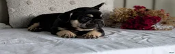 French Bulldog dogs for sale: Finn - Ad 6