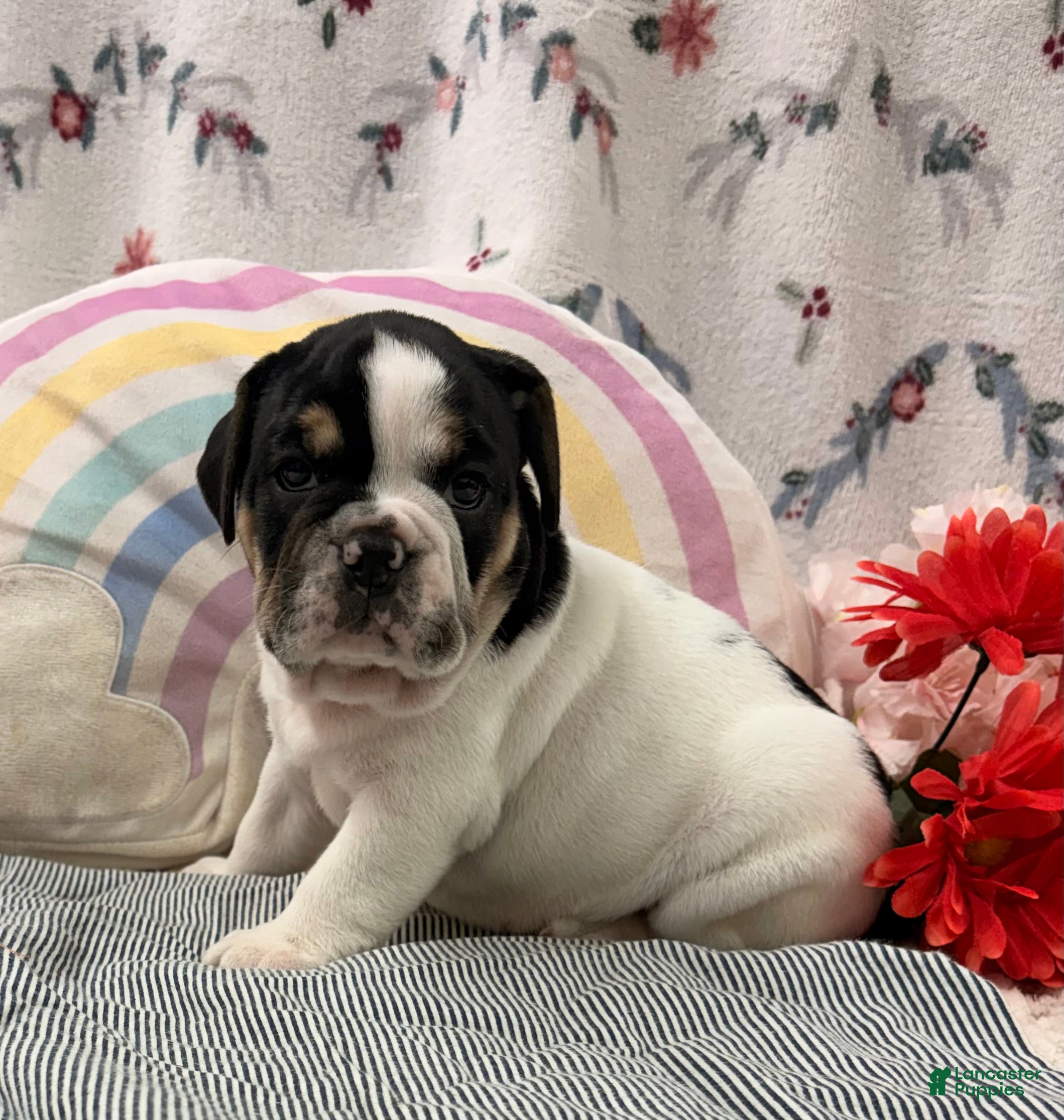 English Bulldog dogs Loren - Ad 1