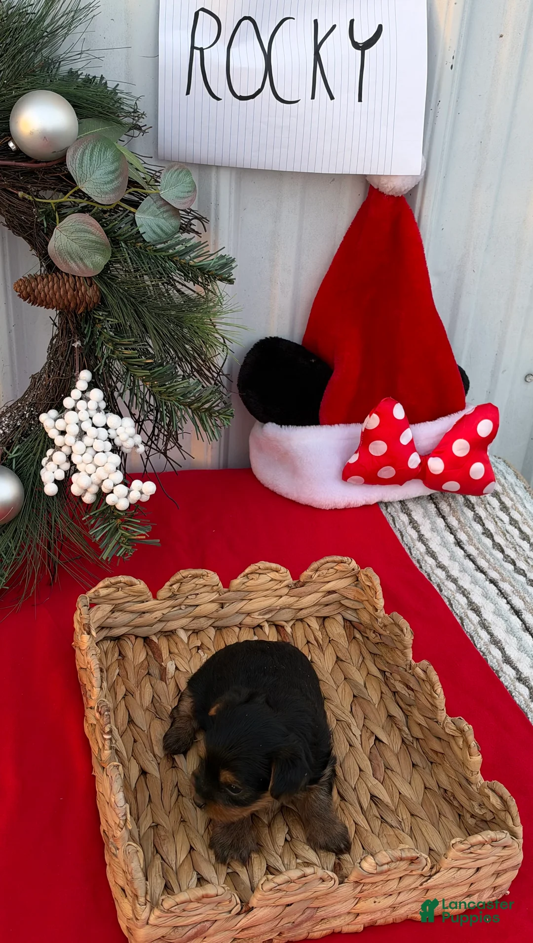Yorkshire Terrier dogs for sale: Yorkshire Terrier 3 - Ad 2