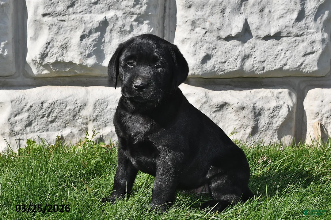 Labrador Retriever dogs for sale: Roscoe - Ad 1