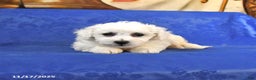 Bichon Frise dogs for sale: Benji - Ad 2